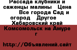 Рассада клубники и саженцы малины › Цена ­ 10 - Все города Сад и огород » Другое   . Хабаровский край,Комсомольск-на-Амуре г.